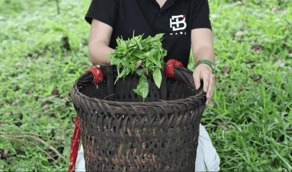 Lời cảm ơn từ Haba Tea