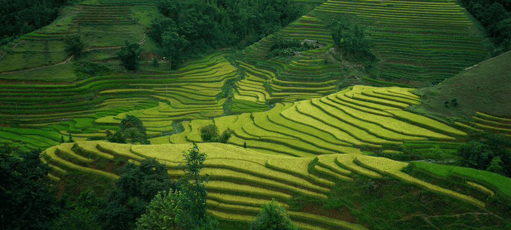 Nông trại Haba Tea tại Hà Giang