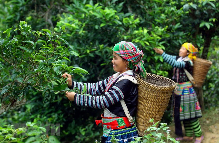 Hà Giang - Vùng trồng trà Shan Tuyết nổi tiếng tại Việt Nam
