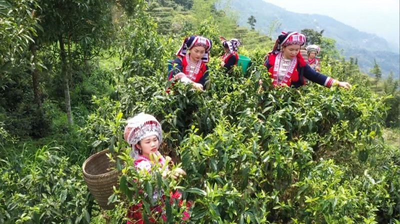 Trà shan tuyết pha chế