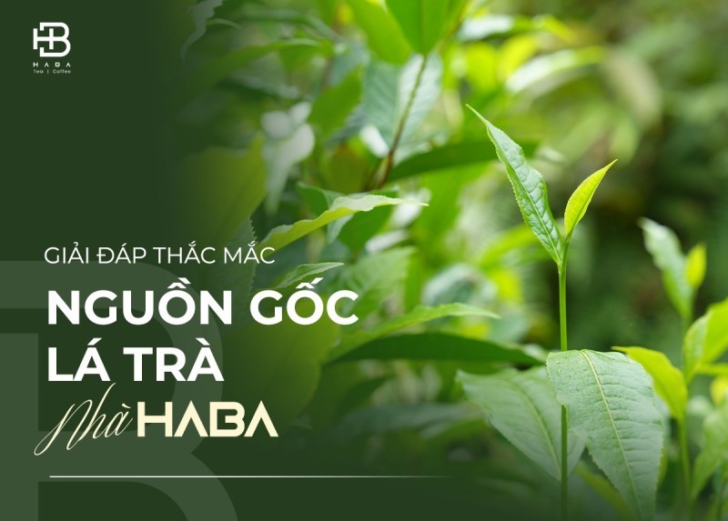 bán trà shan tuyết