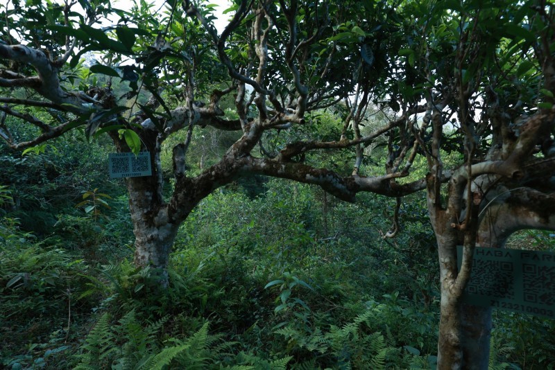 bán trà shan tuyết