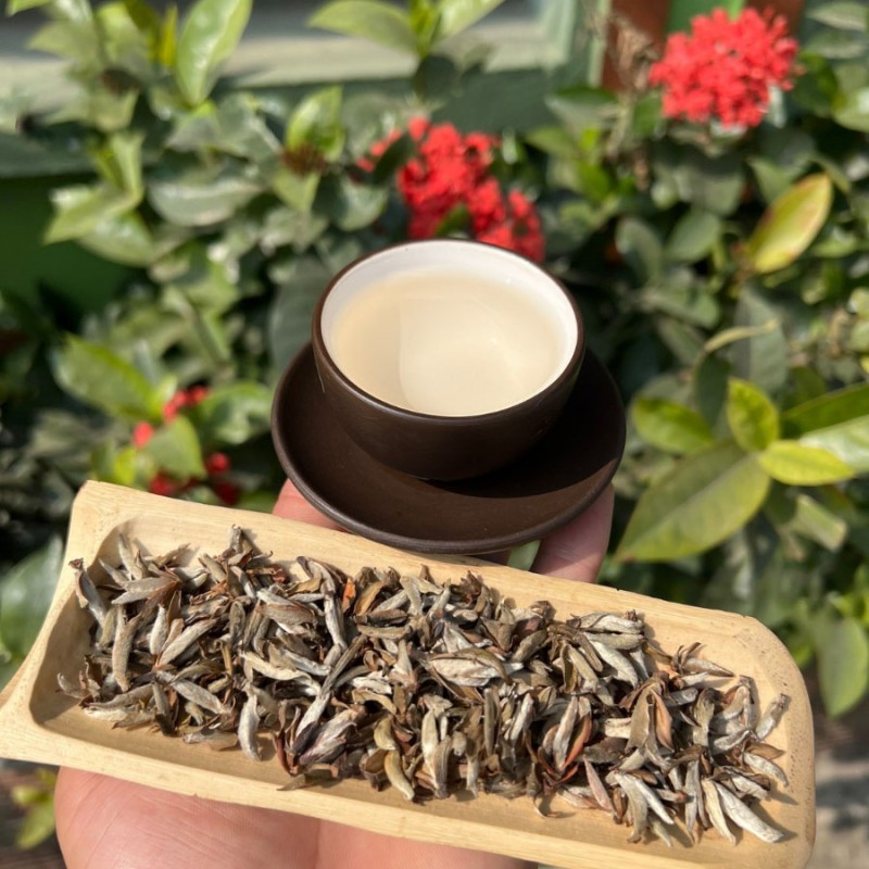 bạch trà shan tuyết