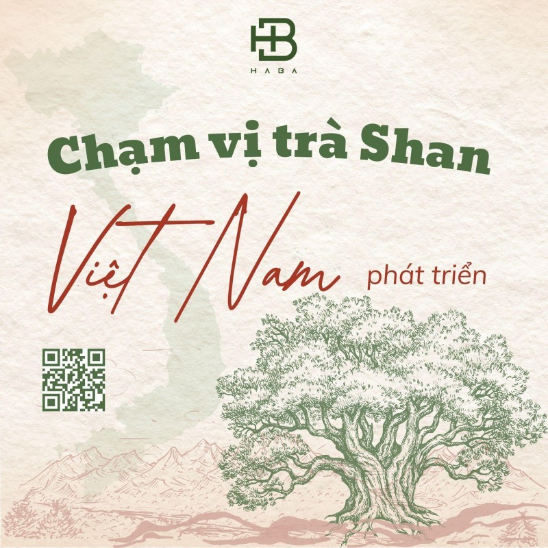Haba Tea - Địa Chỉ Cung Cấp Trà Shan Tuyết Chất Lượng