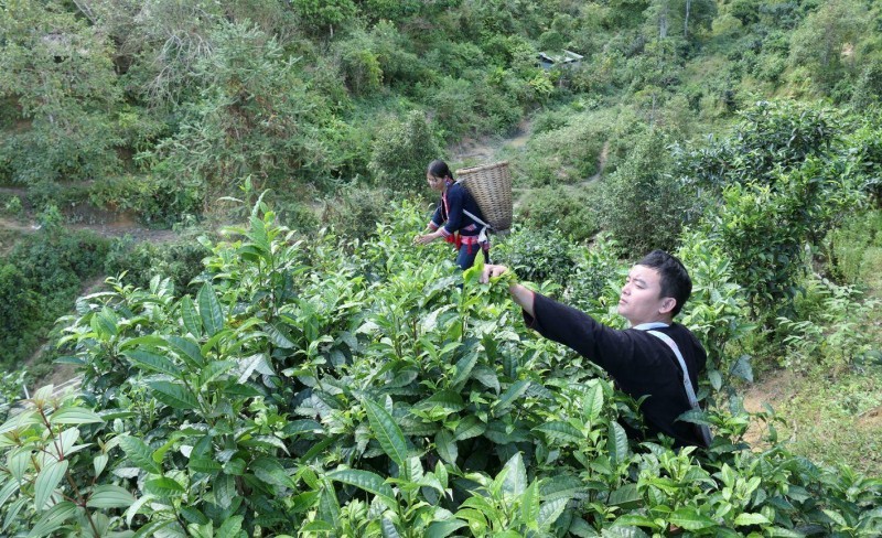 Trà Shan Tuyết – Tinh Hoa Từ Đại Ngàn Tây Bắc