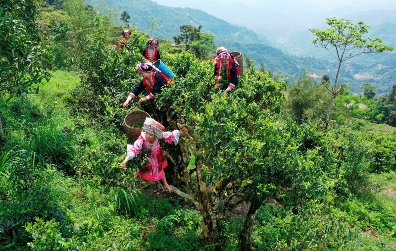 Trà Shan Tuyết Là Gì? Nguồn Gốc và Đặc Điểm