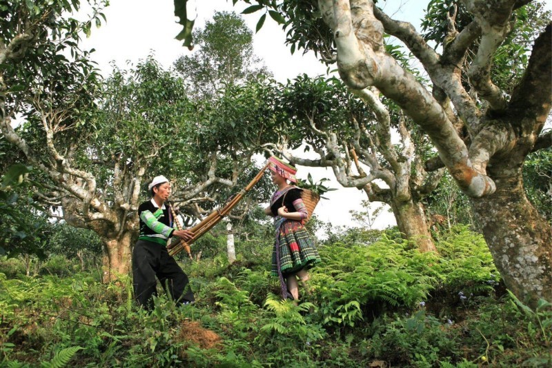 Giá Trị Sức Khỏe và Văn Hóa Của Trà Shan Tuyết