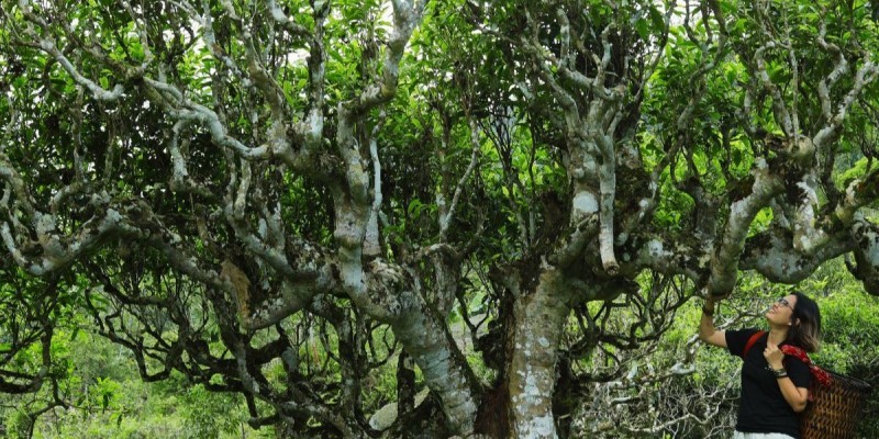 trà cổ thụ shan tuyết