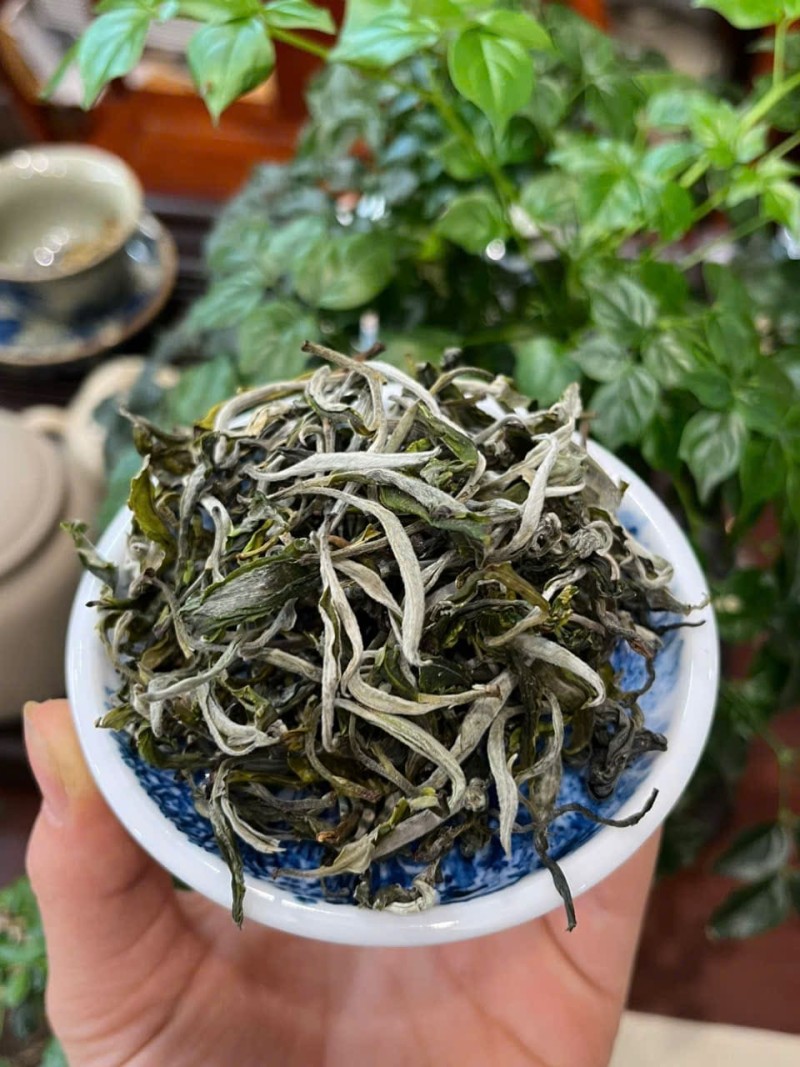 Trà Oolong Shan Tuyết – Sự Kết Hợp Hoàn Hảo Giữa Trà Và Trái Cây