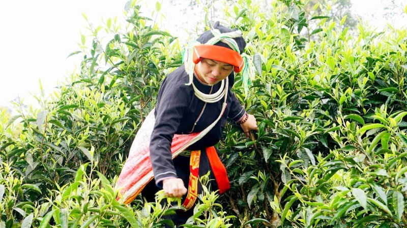 Trà Shan Tuyết Hà Giang - Nguồn Gốc và Đặc Điểm