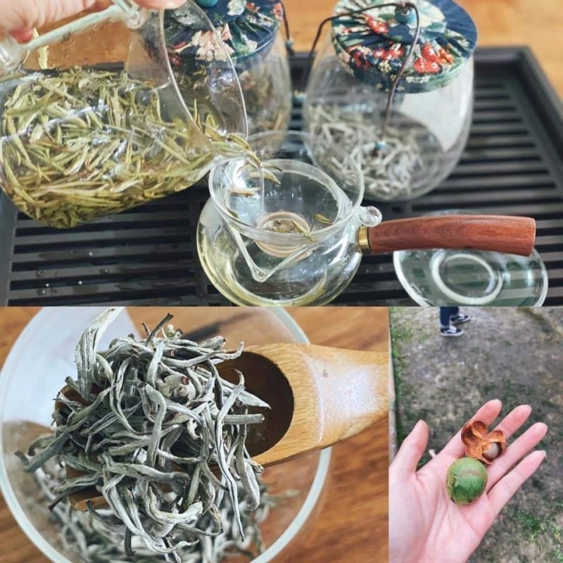 Cách Pha Trà Shan Tuyết Phìn Hồ Đúng Chuẩn