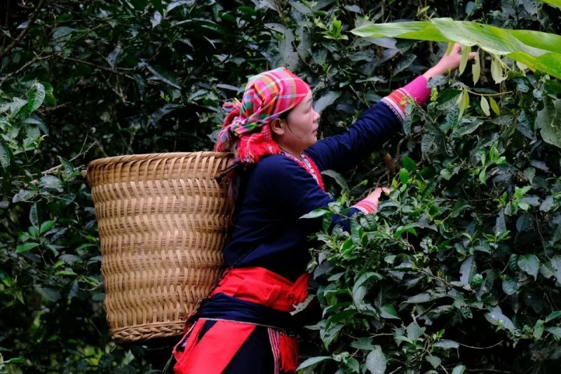 trà shan tuyết Phìn Hồ