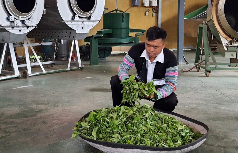 Quy Trình Chế Biến Trà Shan Tuyết Suối Giàng