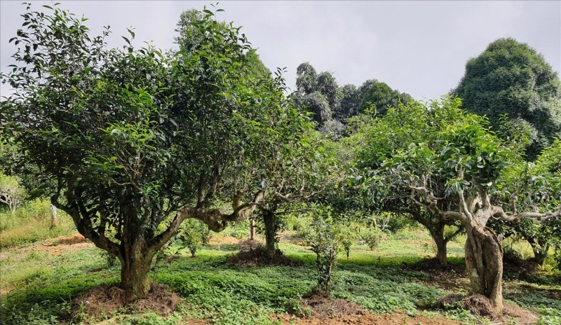 trà shan tuyết Yên Bái