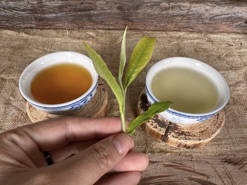 Sự khác biệt giữa trà xanh Shan Tuyết và các dòng trà Shan Tuyết khác