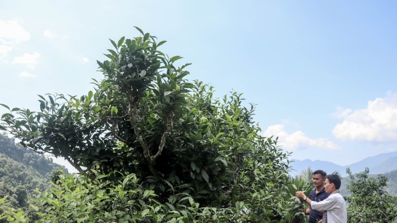 Trà Shan Tuyết là gì?