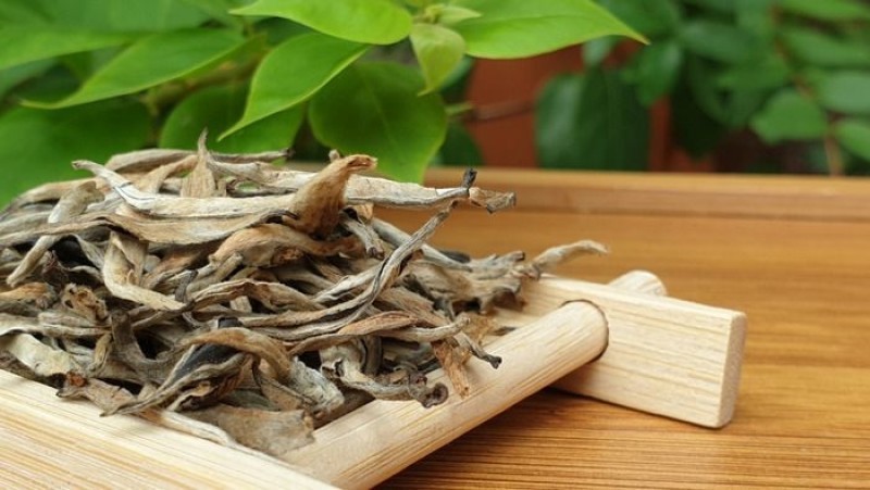 uống trà shan tuyết có tốt cho thận không