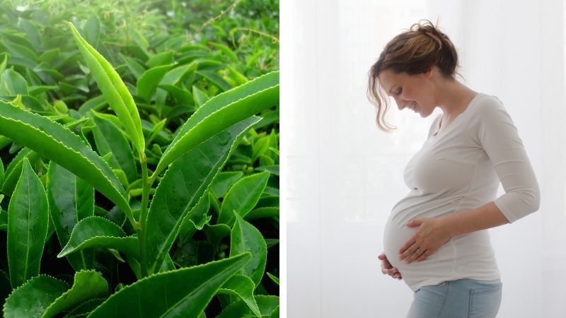 bà bầu có nên uống nước trà xanh