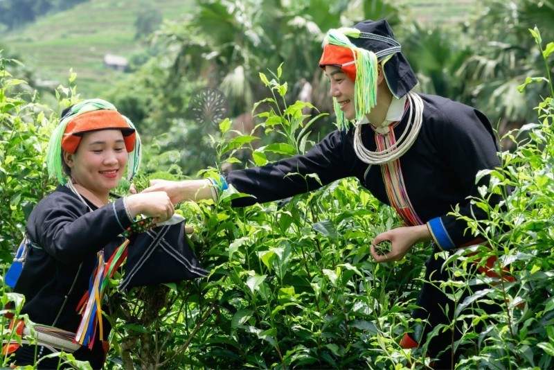 Trà Shan Tuyết - “vàng xanh” của núi rừng