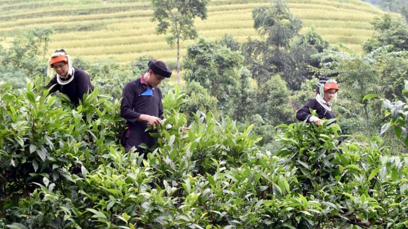 Trà Shan Tuyết có gì đặc biệt?