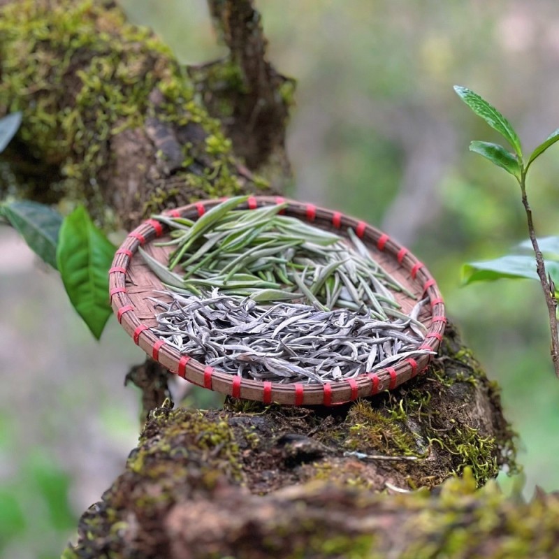 uống trà shan tuyết trị mụn