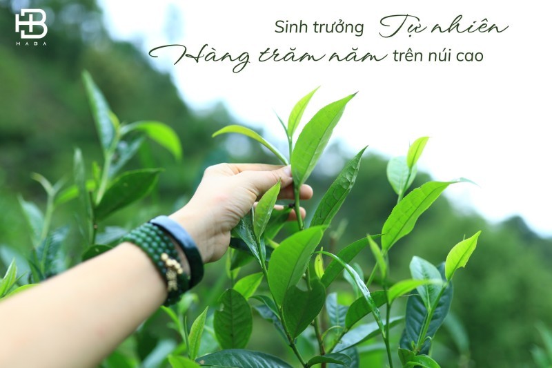 Vì sao trà Shan Tuyết lại đặc biệt?