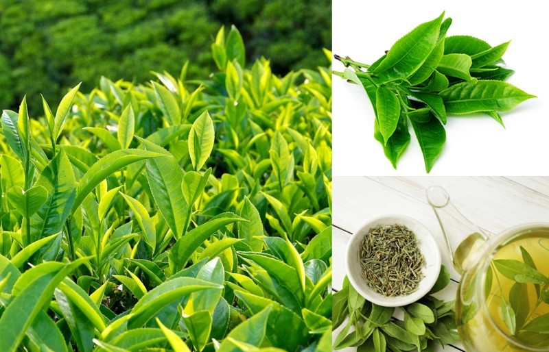 Những loại trà giúp trị mụn hiệu quả và cách sử dụng