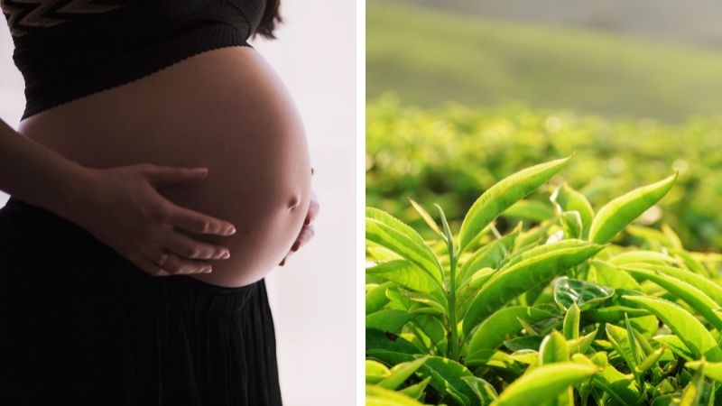 Trà nào mẹ bầu cần hạn chế hoặc tránh xa hoàn toàn?