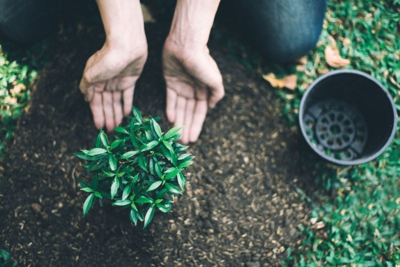 bã trà xanh có tác dụng gì