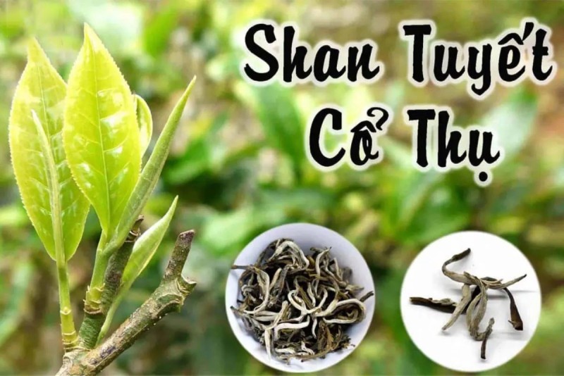 Trà shan tuyết có gì đặc biệt và lợi ích với sức khỏe ra sao?
